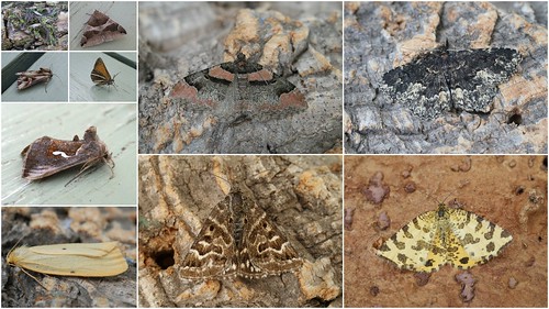 2012 macro moth highlights