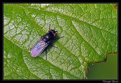 Diptera/Lonchaeidae