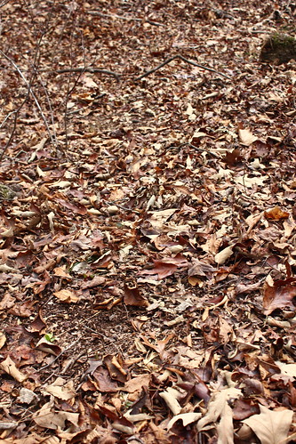 Leaves disturbed by turkeys