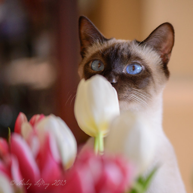 Sniffing the Tulips?