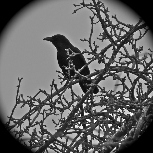 Mr. Crow  .....(34/365) by Irene.B.