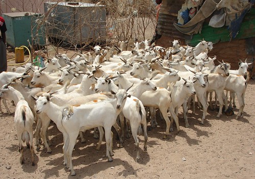 Young goats in Hargeisa Market, Somaliland