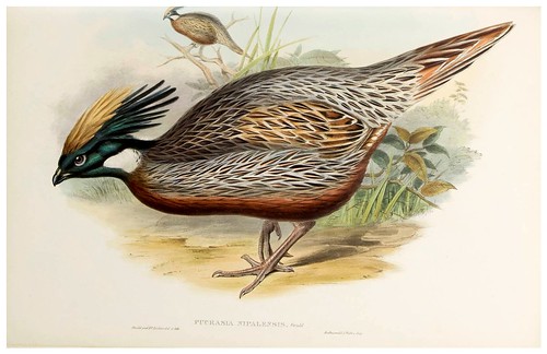 011-Nepaul Pucras Pheasant-The birds of Asia vol. VII-Gould, J.-Science .Naturalis