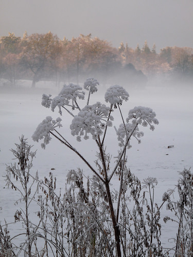 Winter's Grip: Hogweed, frost and fog.  Try on black.