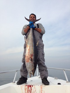 Great Long Tail Tuna