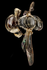Lasioglossum oenotherae, F, back1, Virginia, Page County_2012-12-13-14.37.53 ZS PMax