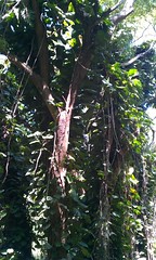 jungle_tree