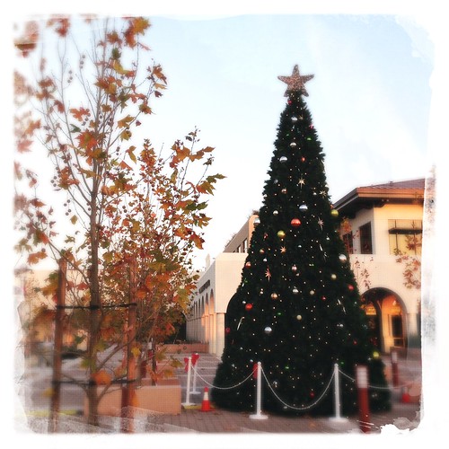 The holiday tree at city hall