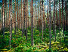 Travel: Repovesi National Park, Finland