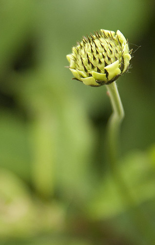 Cephelaria gigantea bud