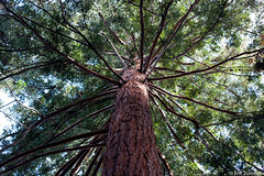 So. Cal. Redwoods