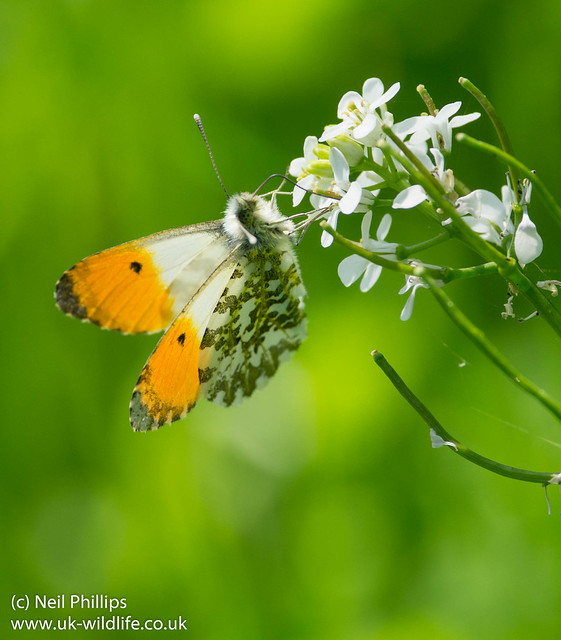 male orange tip butterfly