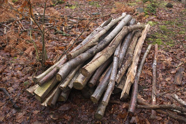 DSC_5479 logs left to rot