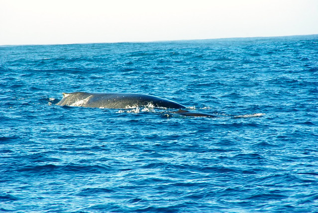 whale watching with holo holo charters