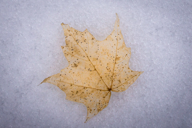 Winter, Snow, Leaf, Maple, Pale