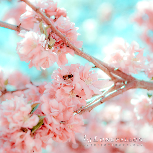 Pink Spring 34/365