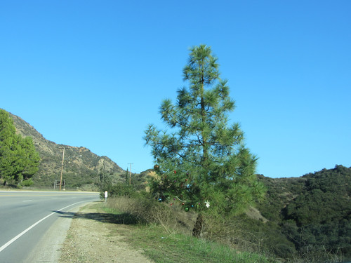 roadside tree