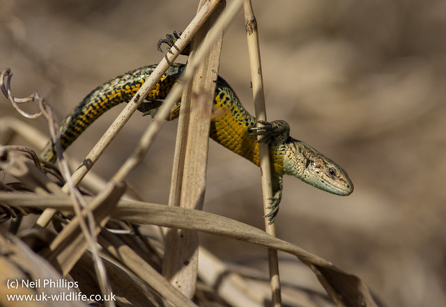 Common lizard on reeds Zootoca vivipara 2