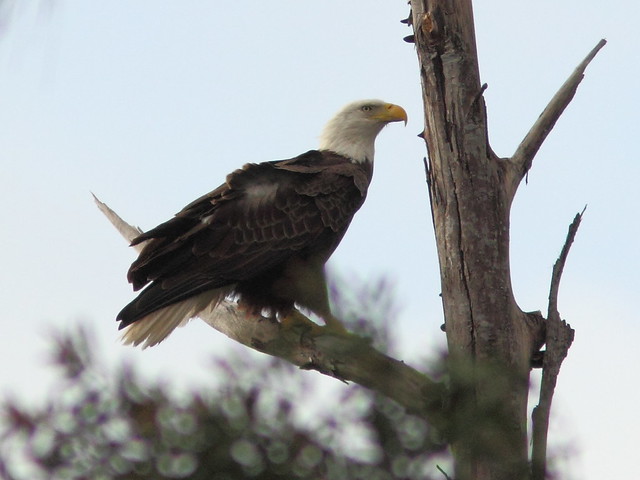Bald Eagle male arrives 0854 20121221