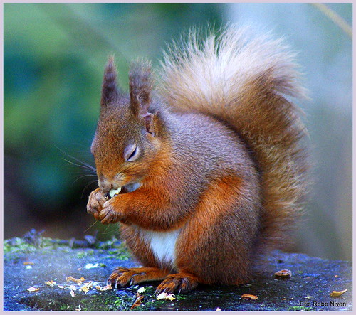 Red Squirrel (Still Hungry)