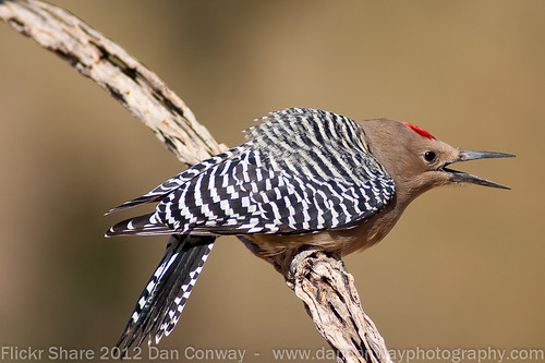 Gila Woodpecker - male by Dan W Conway
