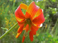 Turban Lily (Lilium pomponium)