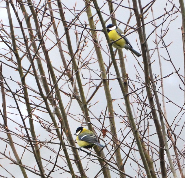 two yellow tits