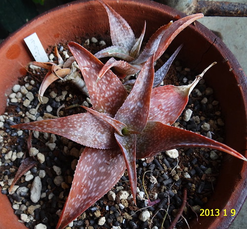Aloe rauhii by masaco2012
