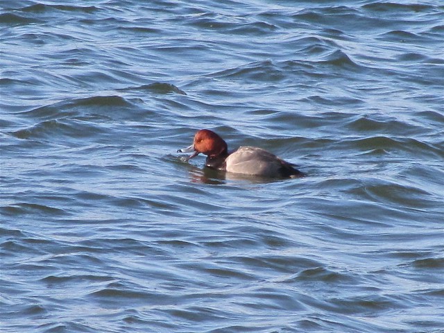 Redhead at Evergreen Lake in Woodford County, IL 04
