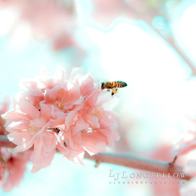 Pink Bee Flying 33/365