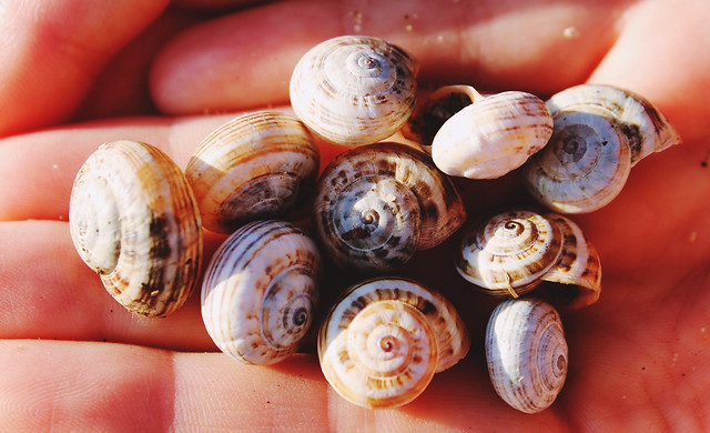 snail shells 3