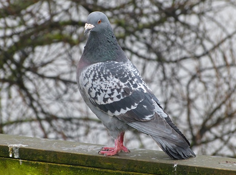 29246 - Feral Pigeon (Chequer))