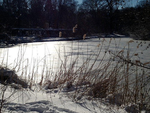frozen lake & reeds, prospect park by katinalynn