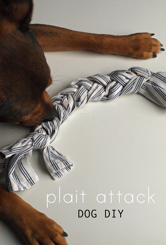 plait attack dog diy1
