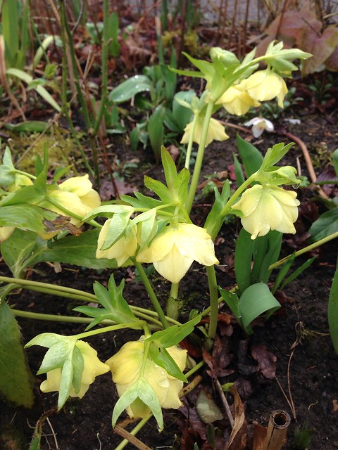 Private Garden Weybridge Surrey - Helleborus Hybrid yellow ...