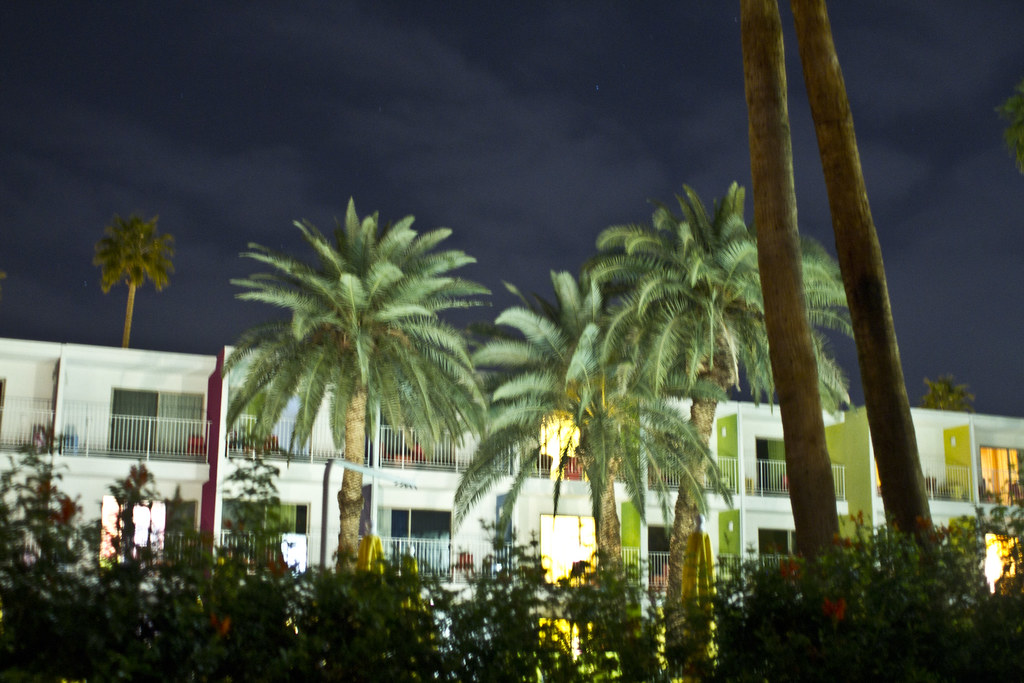 palms at The Saguaro by night