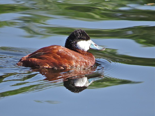 Ruddy Duck (male) at Sweetwater Wetlands in Tuscon, AZ 02