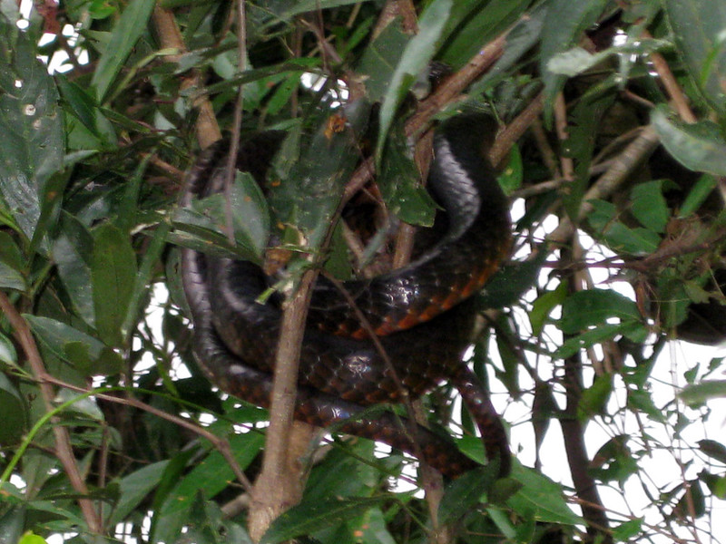 A snake in a tree