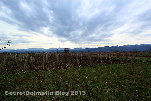 Vineyard of Grabovac