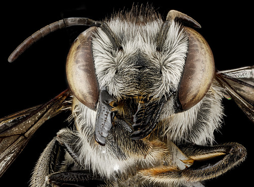 Megachile parallela, F, face, Tennessee, Haywood County_2013-01-22-14.52.28 ZS PMax