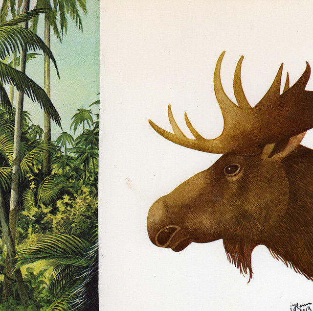 Collage: Elk Jungle