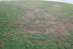 Lawn in need of restoration
