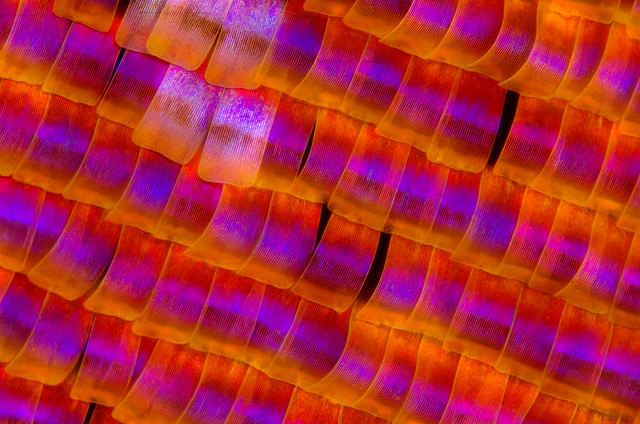 Sunset Moth Scales