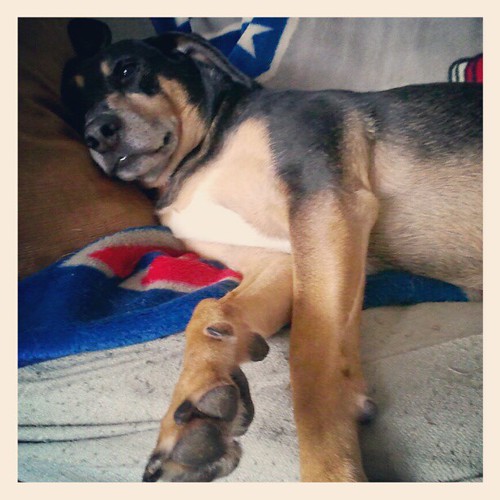 Got Paw? #dogstagram #hound #adoptdontshop #rescue #dogs