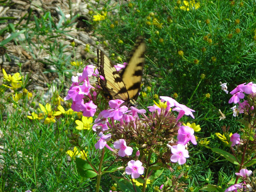 Tiger swallowtail on phlox. The Wayne National Forest People’s Garden includes a native prairie, shade and several pollinator gardens.  (U.S. Forest Service photo)