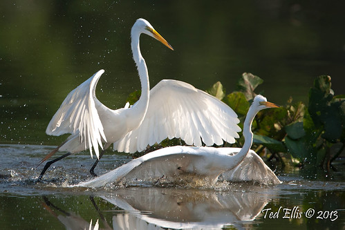 The Dominant Great Egret.