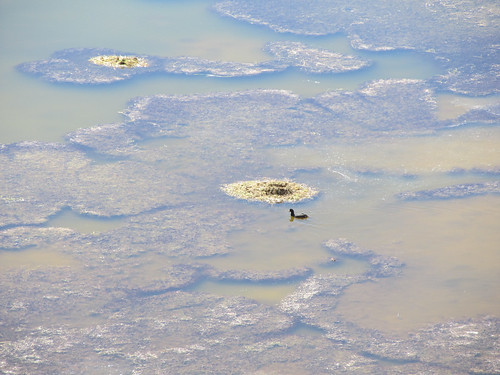 Le Sud Lipez: la Laguna Negra et ses canards noirs