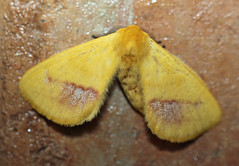 Eupterotidae