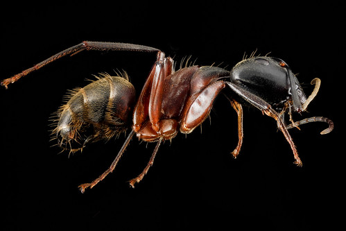 Camponotus chromaiodes, F, side, MD, Queen Anne County, Chino Farms_2013-01-16-14.20.19 ZS PMax