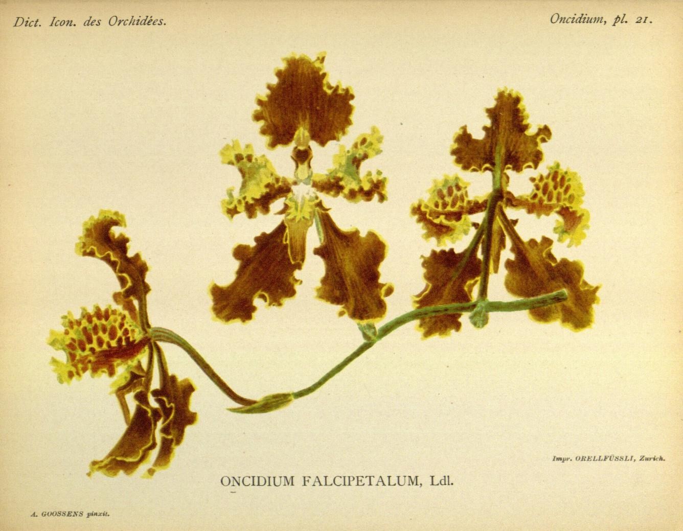 Oncidium falcipetalum image